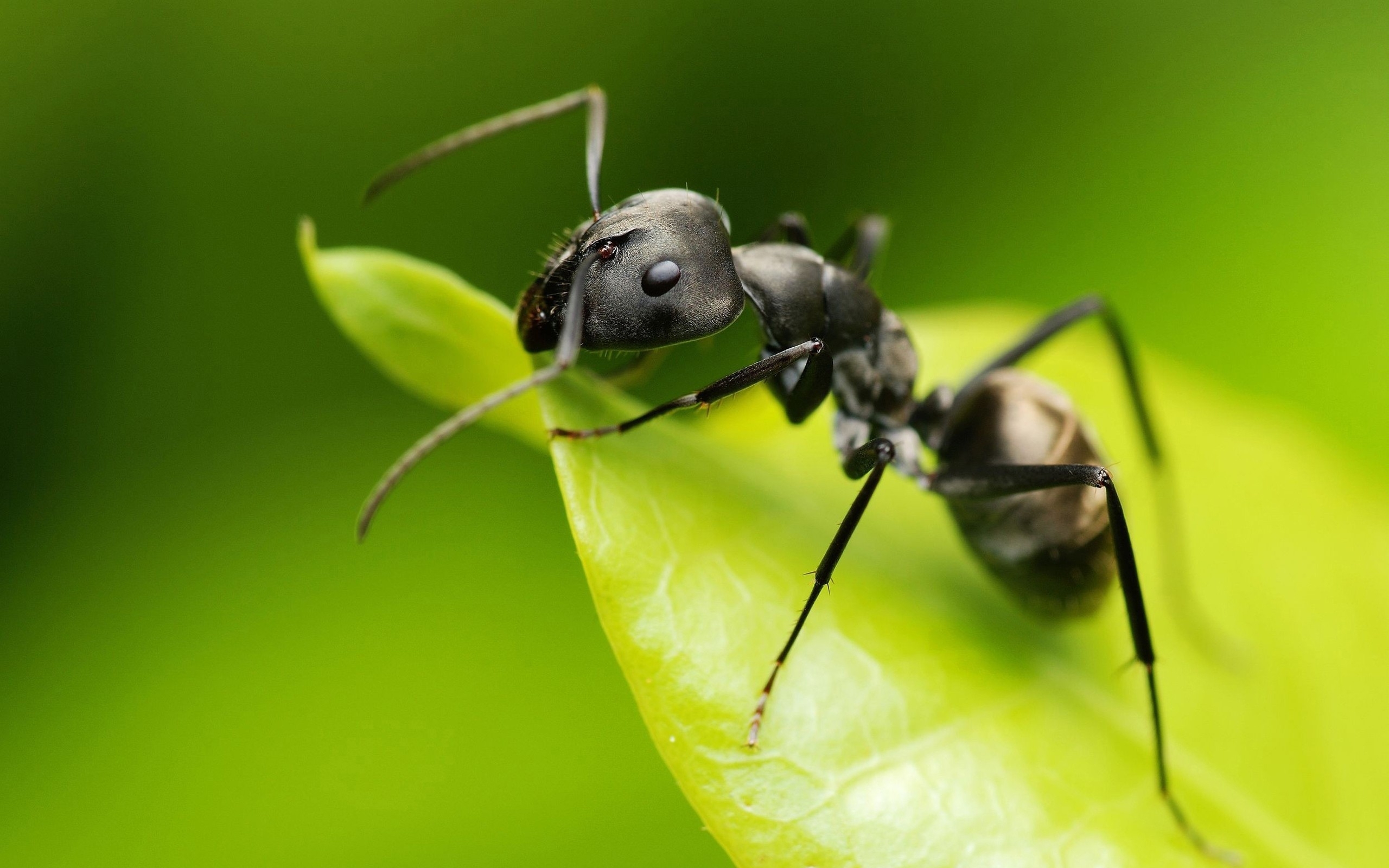 Ant on a leaf