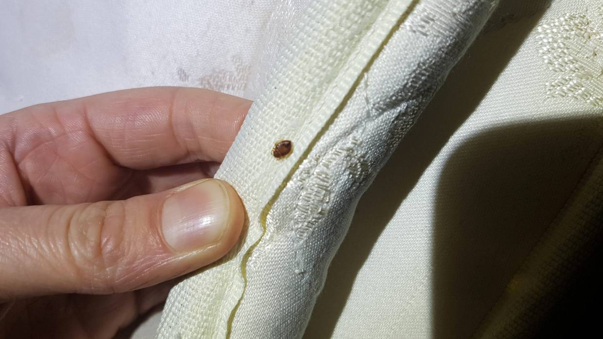 Bed bug on mattress seam