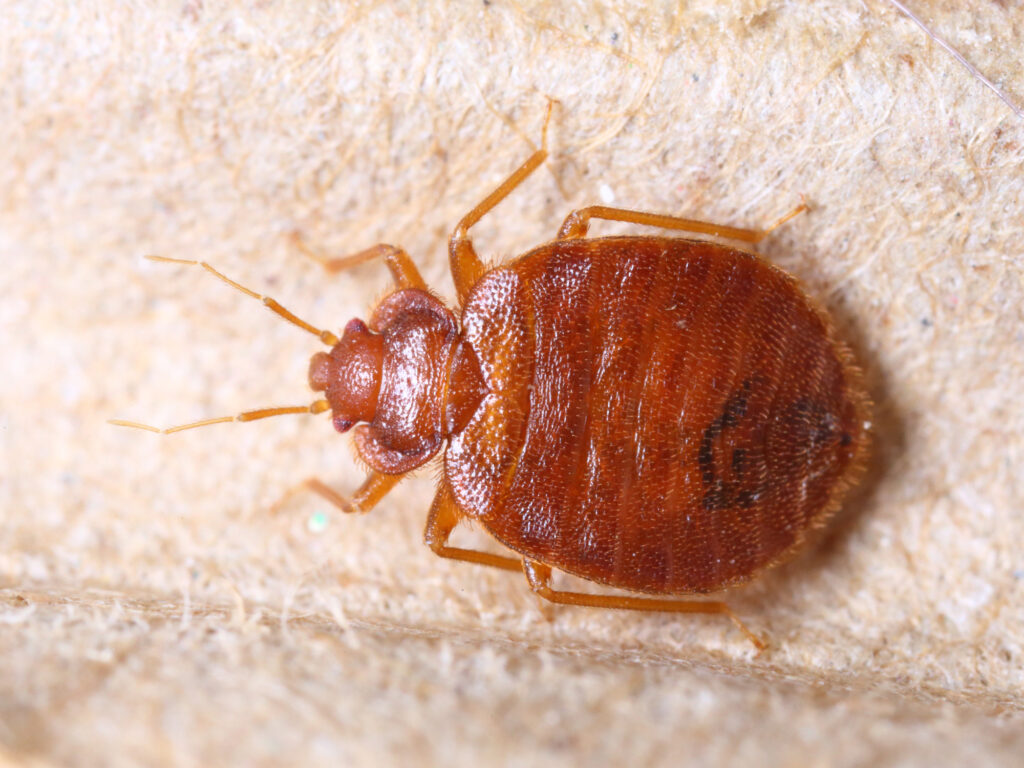 Bed bug close up