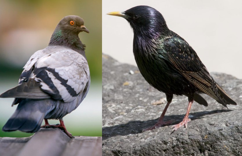 Pigeon & Starling