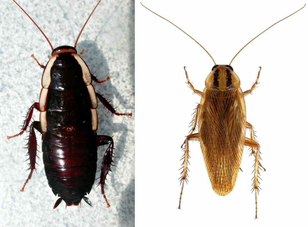 Gisborne cockroach & German cockroach