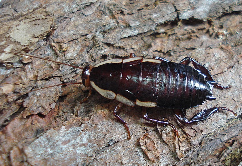 Gisborne cockroach on wood