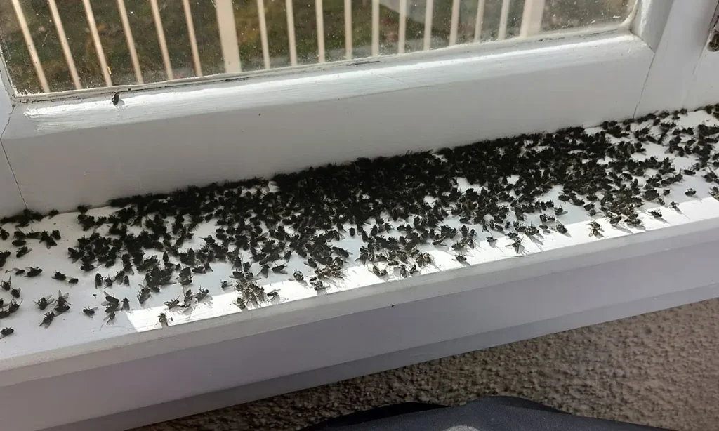 Cluster Flies on windowsill