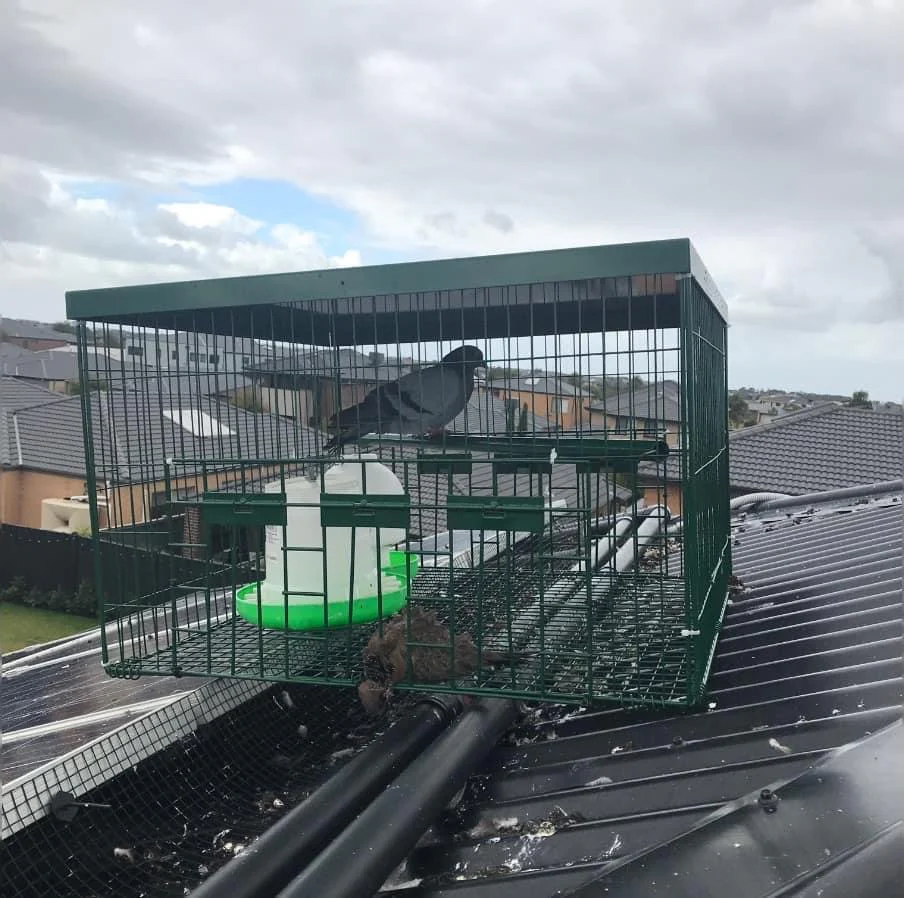 Bird cage on roof