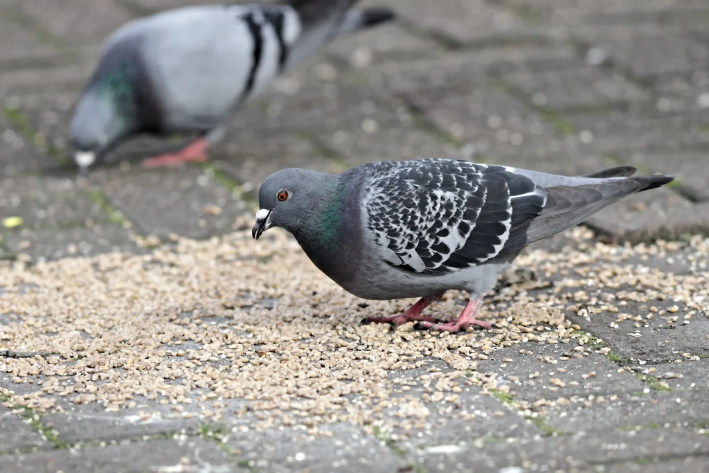 Pigeon feeding on grain