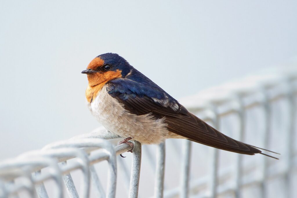 Welcome Swallow resting on fence.