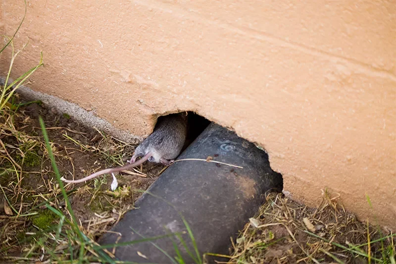 Access issue on house for rodents