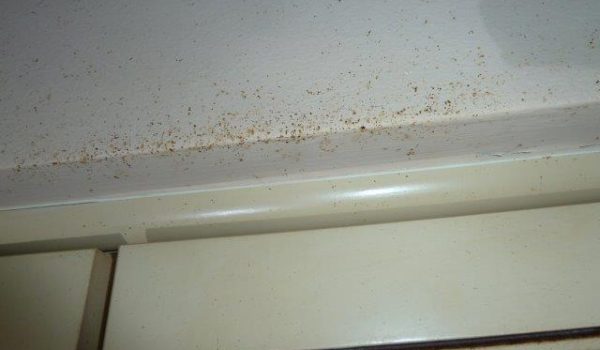 Fly faeces on ceiling