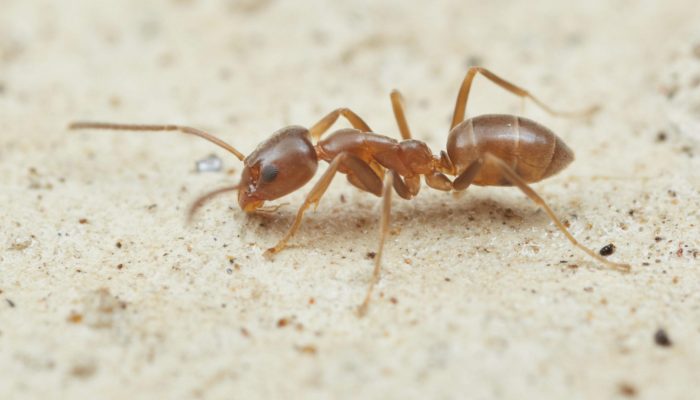 Argentine ant