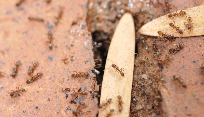 Argentine ant nest