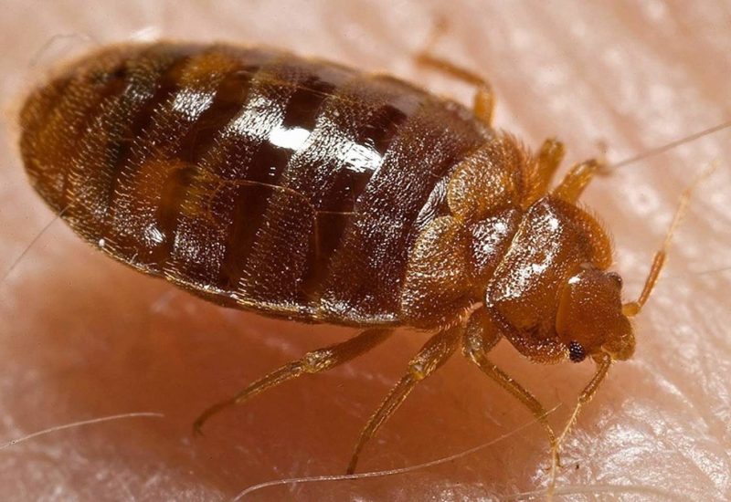 Extreme close up of Bed bug