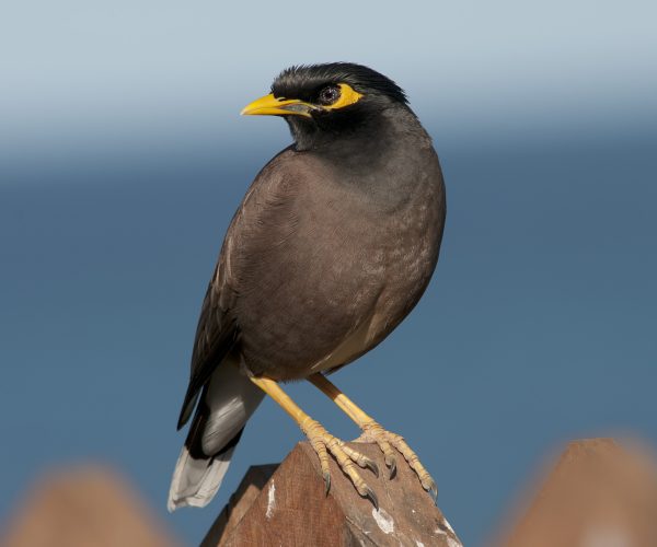 Myna on a fence post