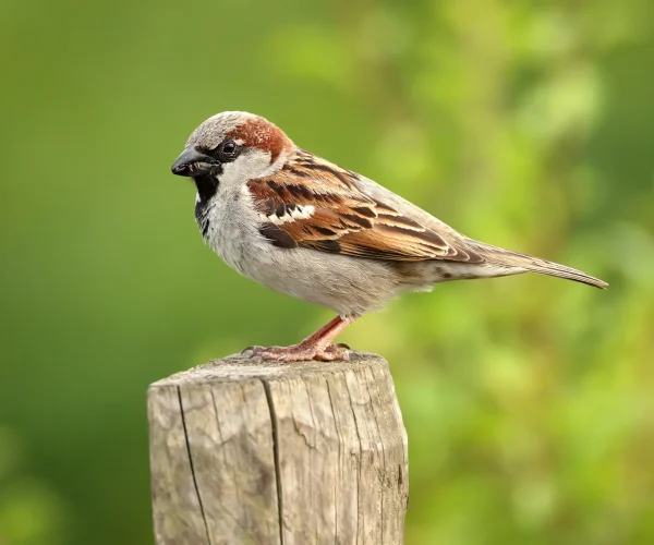 Sparrow on a fence post