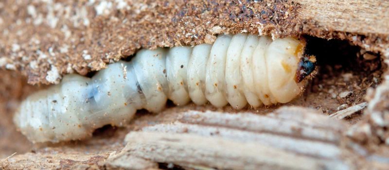 Borer larvae in wood