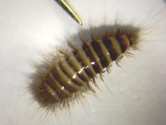 Carpet Beetle larvae close up