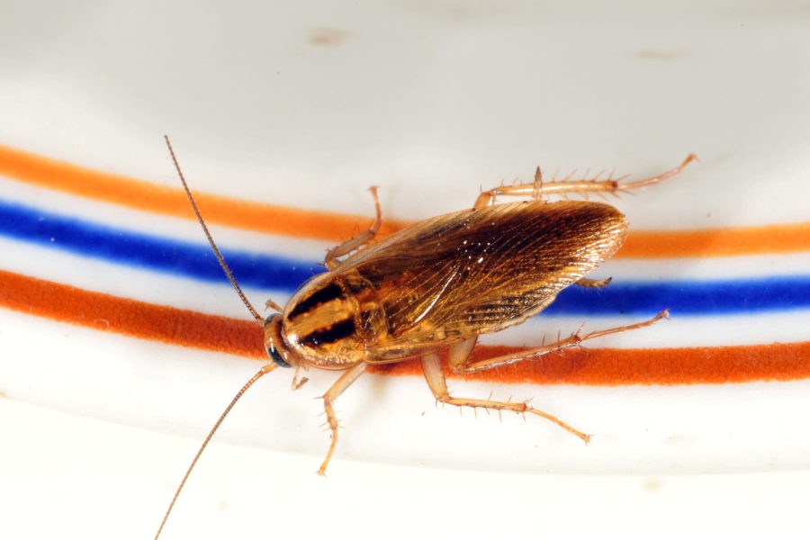 German cockroach on a plate