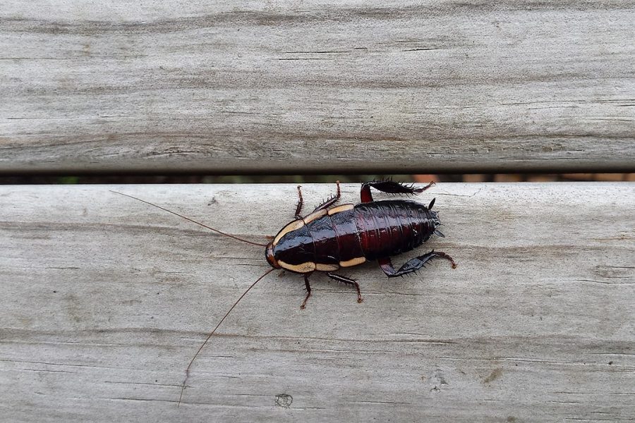 Gisborne cockroach on a fence