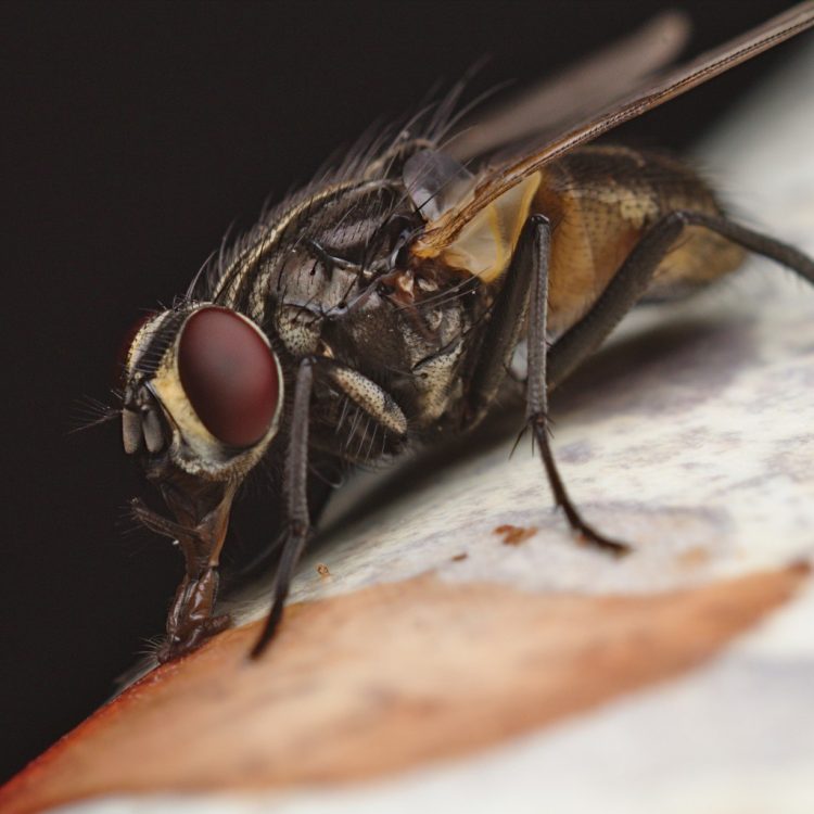 Housefly close up