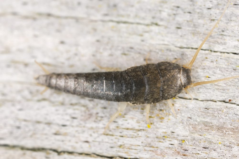 Silverfish on wood