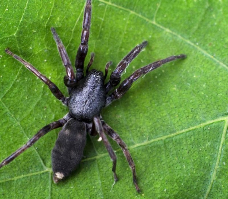 Whitetail spider on leave