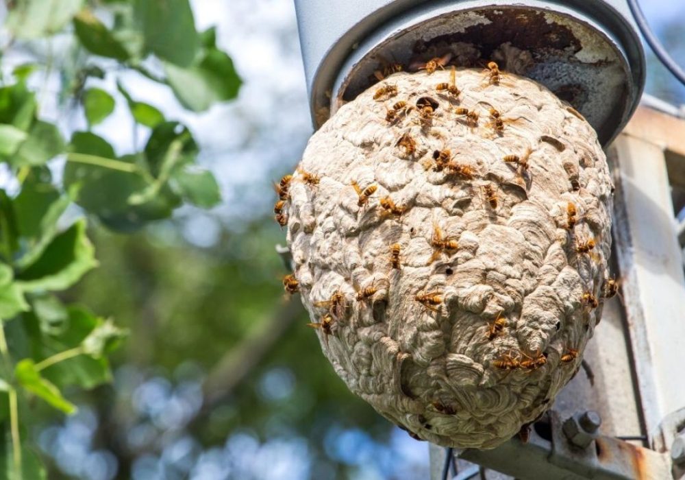 German wasp nest