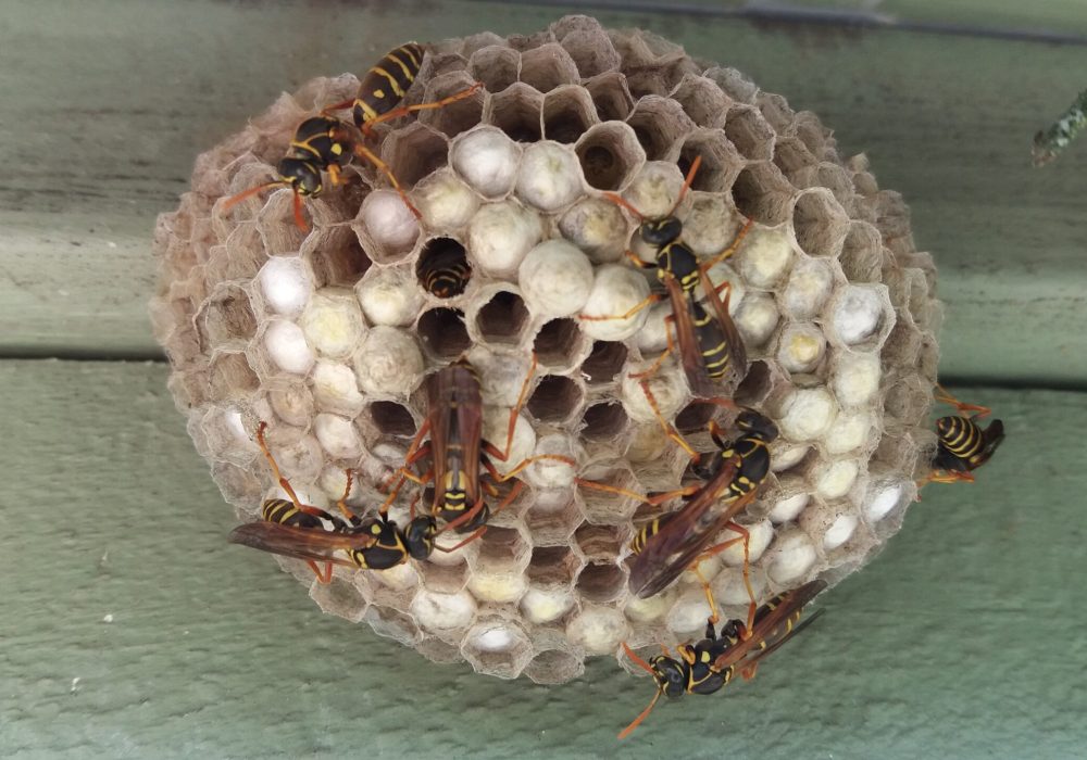 Paper wasp nest under gutter